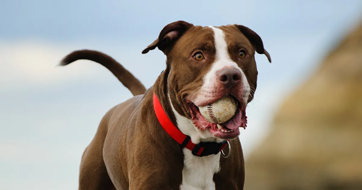 The Most Deadliest Dog in the World: Facts, Risks & Safety